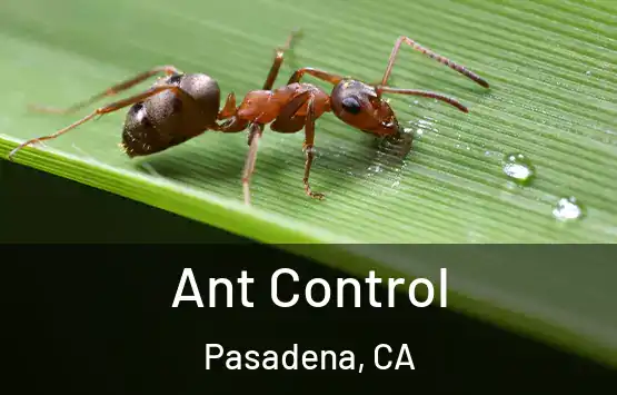  Ant Control Pasadena, CA