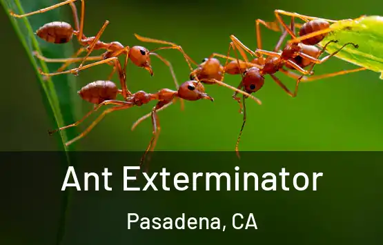  Ant Exterminator Pasadena, CA
