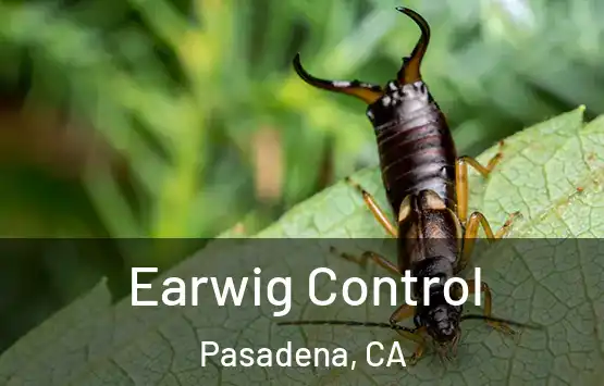  Earwig Control Pasadena, CA