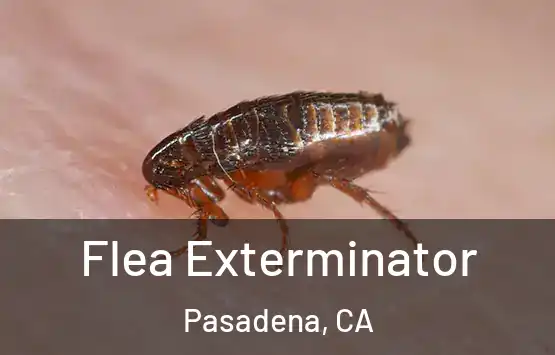  Flea Exterminator Pasadena, CA