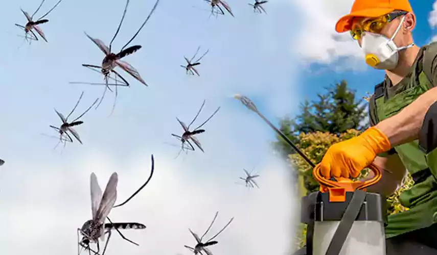 Mosquito Pest Control in Pasadena, CA