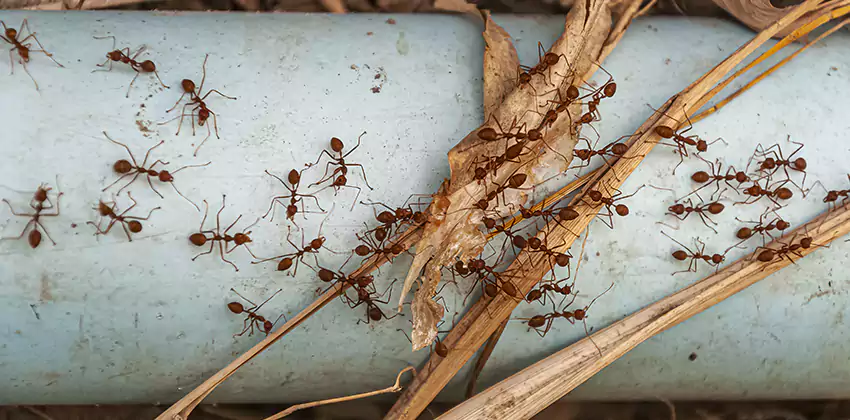 Fire Ant Extermination in Yards, Parks, and Outdoor Spaces Pasadena, CA