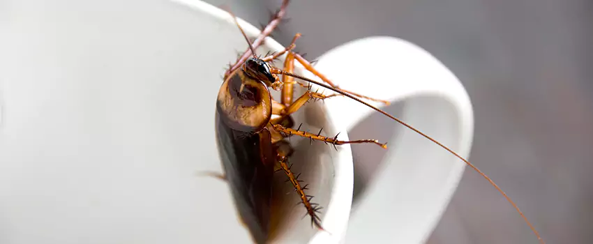 cockroach-treatment in Pasadena, CA