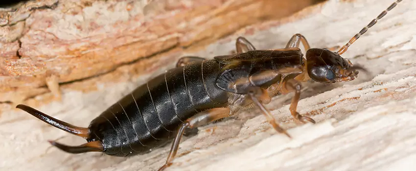 earwig-control in Pasadena, CA