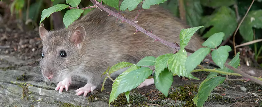 mice-control in Pasadena, CA