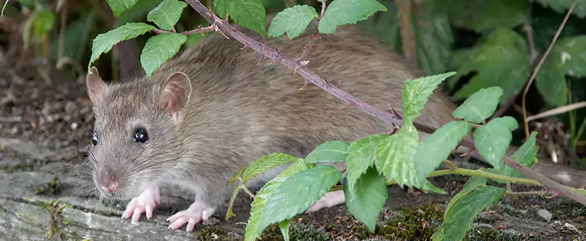 mouse-control in Pasadena, CA