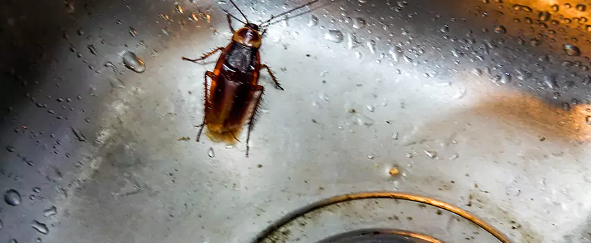 roach-control in Pasadena, CA