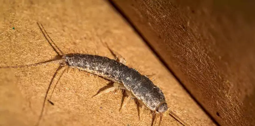 silverfish-control in Pasadena, CA