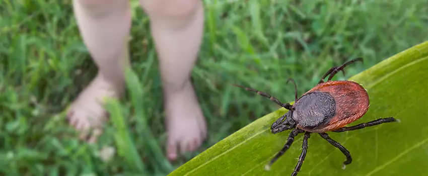 tick-treatment-for-yard in Pasadena, CA