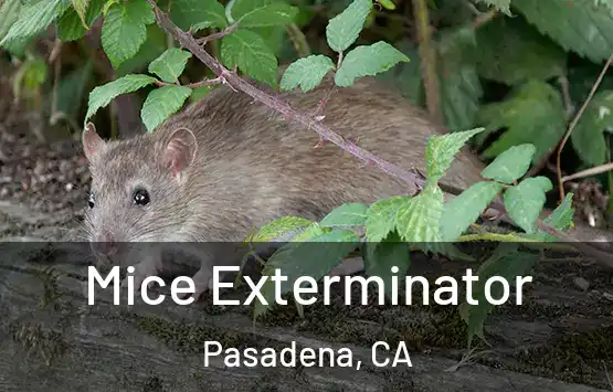  Mice Exterminator Pasadena, CA