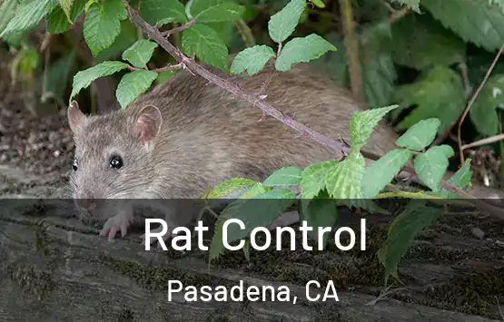  Rat Control Pasadena, CA