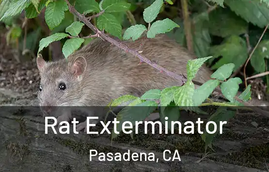  Rat Exterminator Pasadena, CA