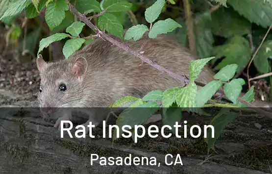  Rat Inspection Pasadena, CA