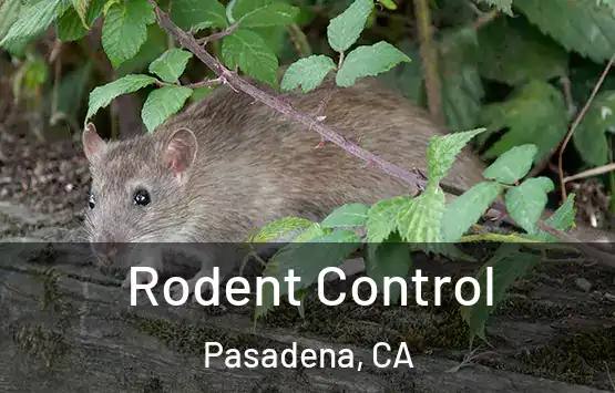  Rodent Control Pasadena, CA