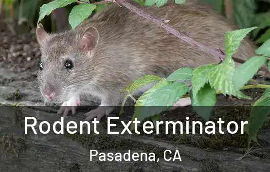  Rodent Exterminator Pasadena, CA