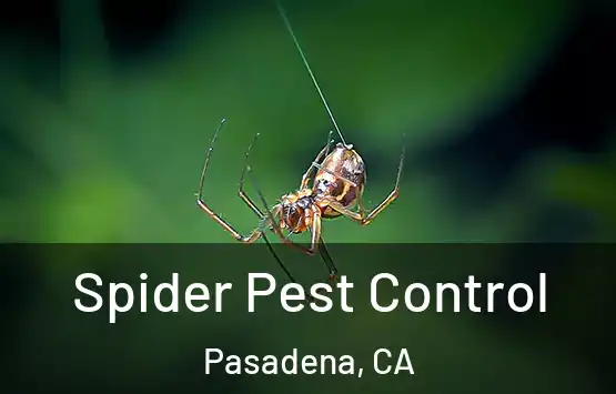  Spider Pest Control Pasadena, CA