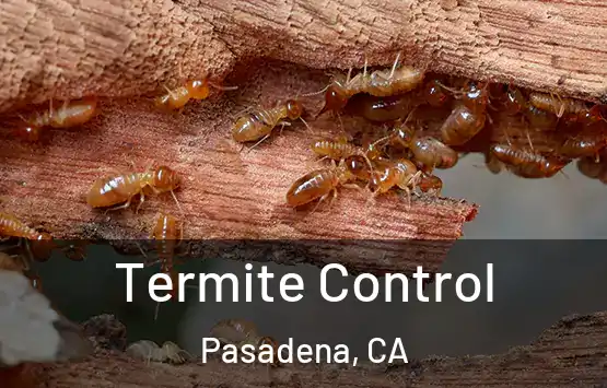  Termite Control Pasadena, CA