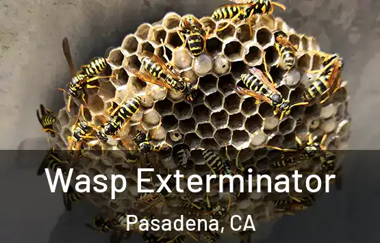  Wasp Exterminator Pasadena, CA