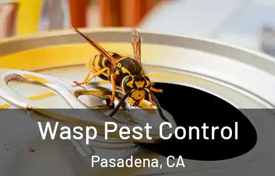  Wasp Pest Control Pasadena, CA