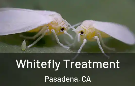  Whitefly Treatment Pasadena, CA