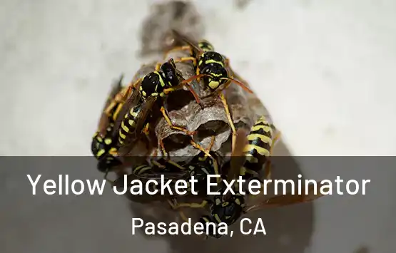  Yellow Jacket Exterminator Pasadena, CA